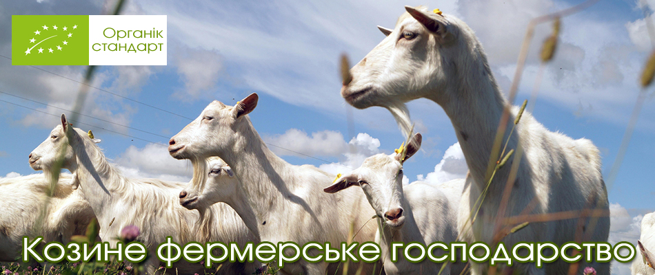 Картинки по запросу молоко брынза